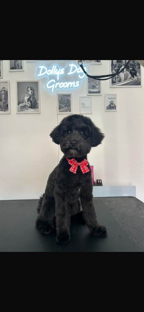 Teddy the toy poodle