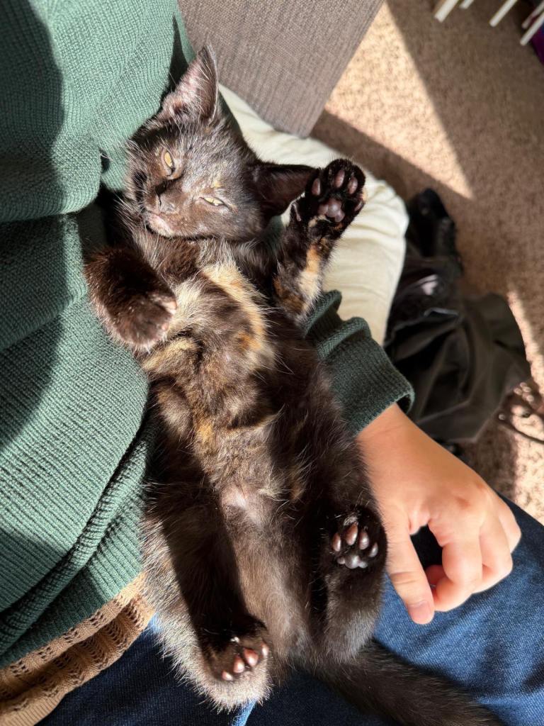 Gorgeous kitten ready to go
