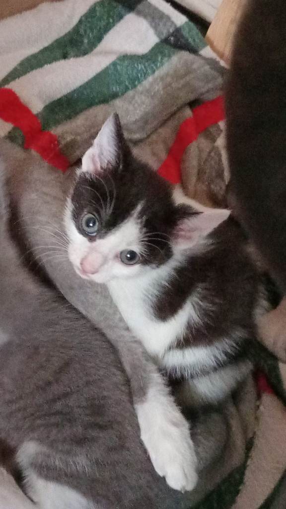 Kittens looking for new homes