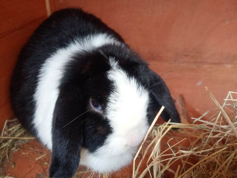 Friendly vaccinated mini lop