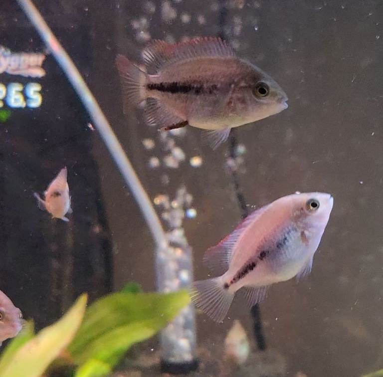 Tropical Fish