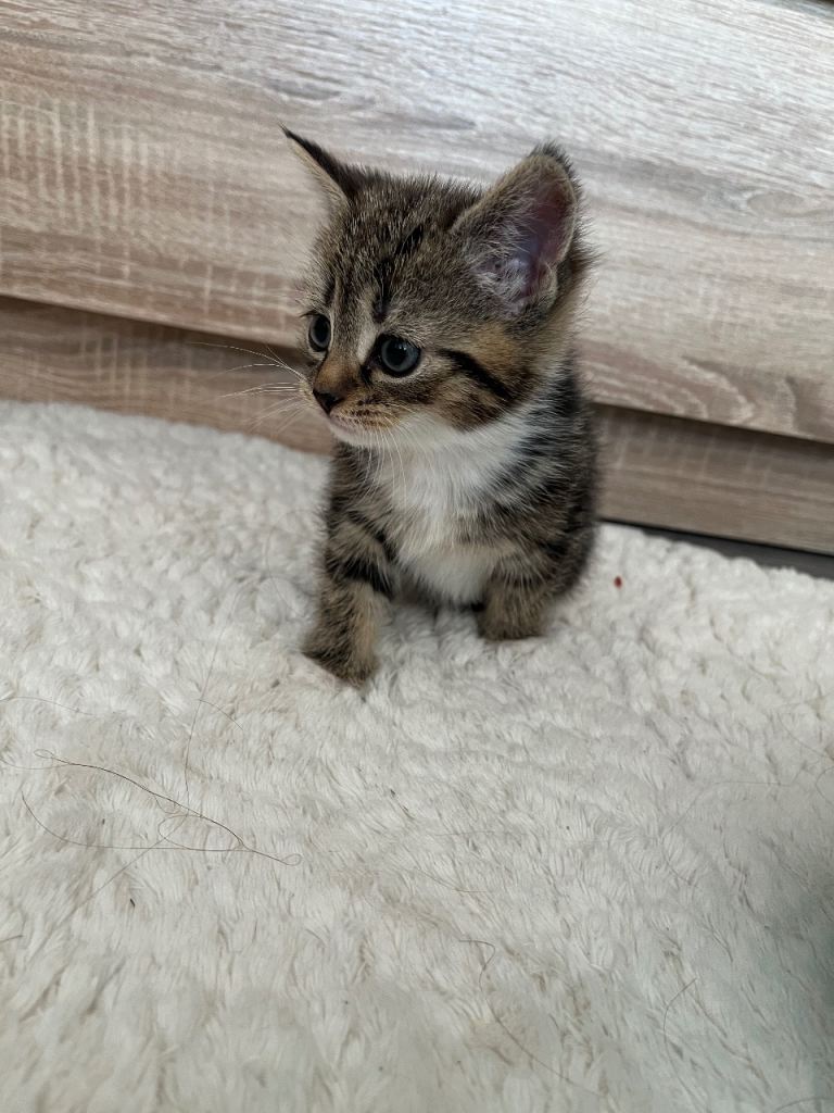 tabby kittens 