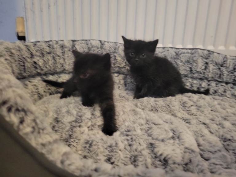 Kittens 