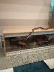 Complete Royal Python Setup | Friendly Snake, Vivarium, Decor & 9+ Months Food
