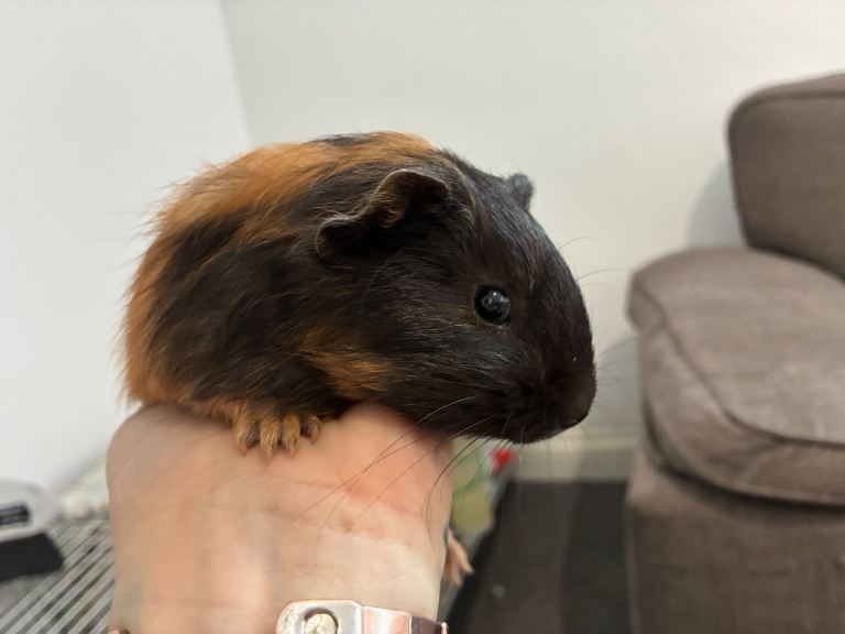2 beautiful male guinea pigs 
