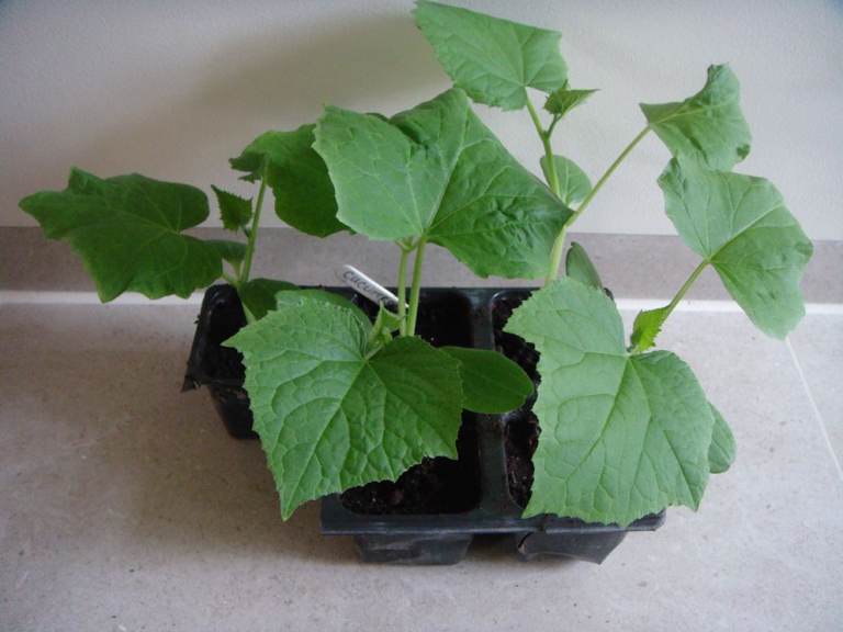 Cucumber Plants in Pots – Ready to Plant Out in the greenhouse or indoors