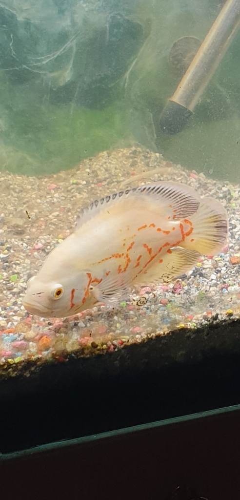 Albino Oscar 