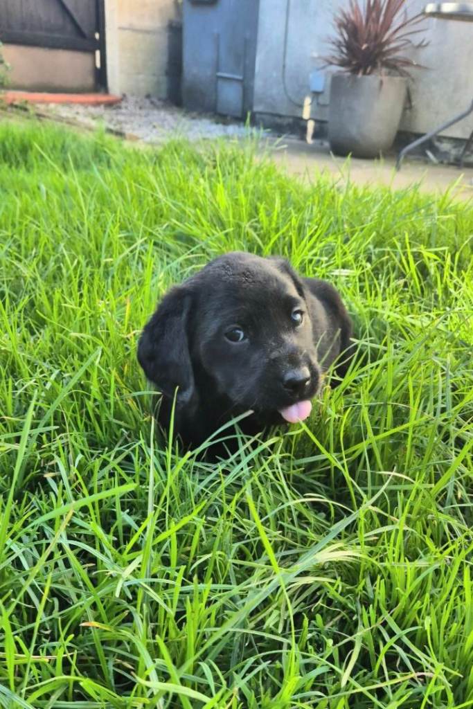 Adorable black labradors