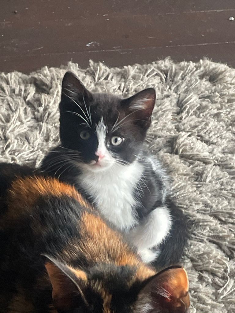 Beautiful black and white kitten - Male