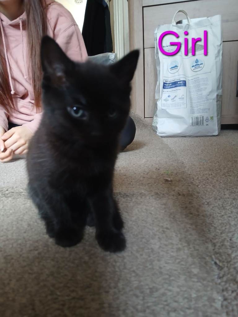 Last kitten reduced £40 mum and dad in last picture 