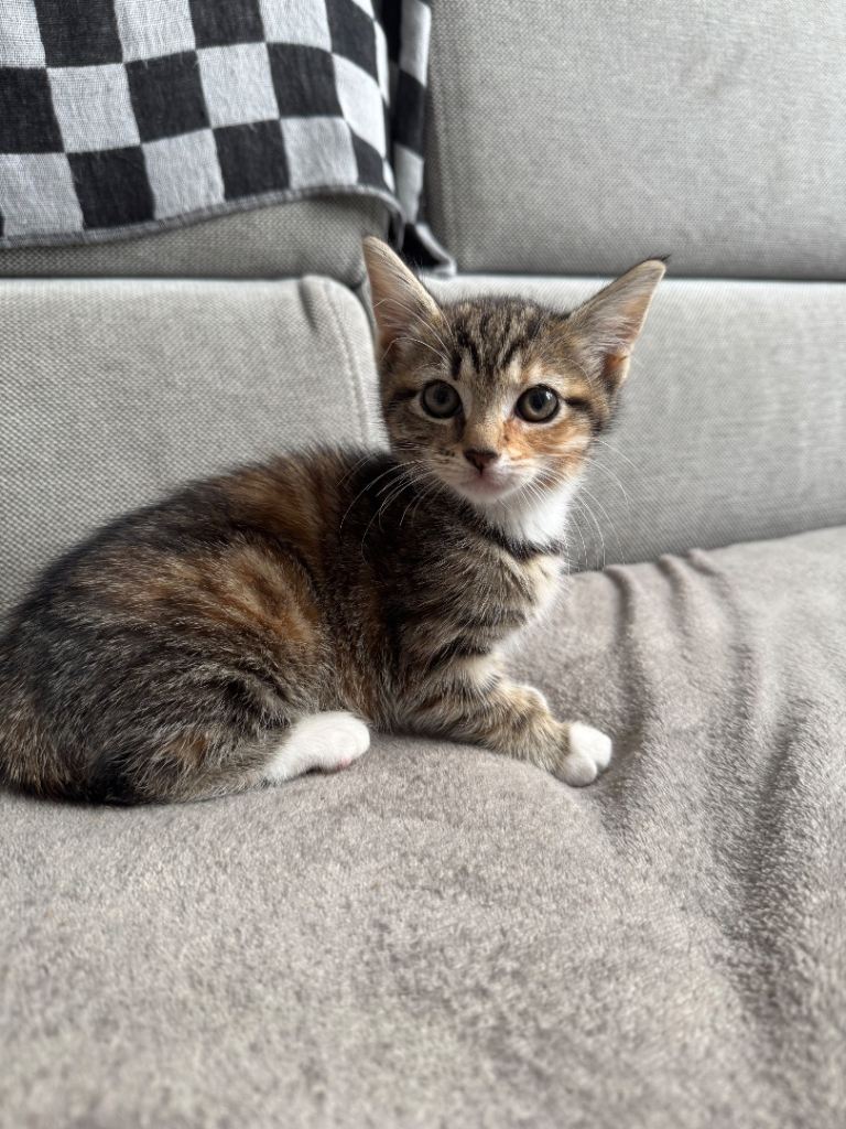 Kitten 