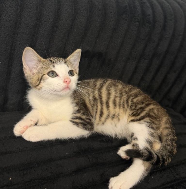 🐾 Adorable Kitten Looking for a Loving Forever Home 🐱💕