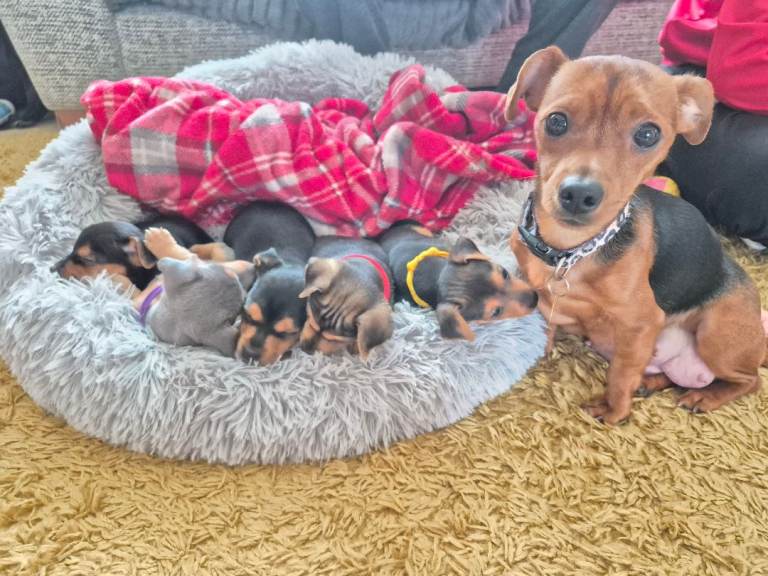 Minature Jack Russell Puppies 