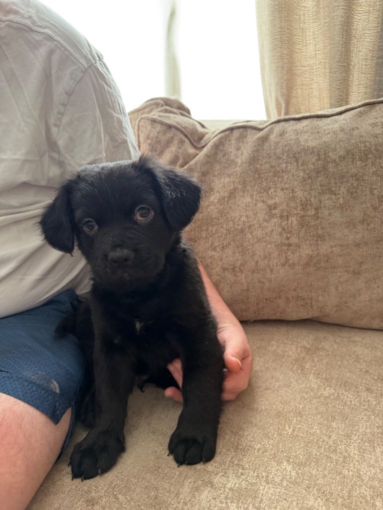 Stunning German Shepherd x French bulldog pups 
