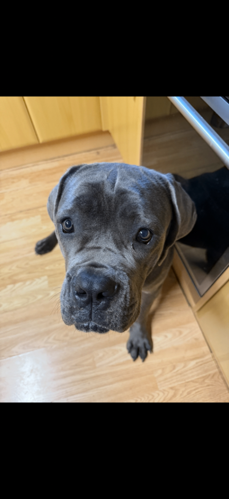Cane Corso
