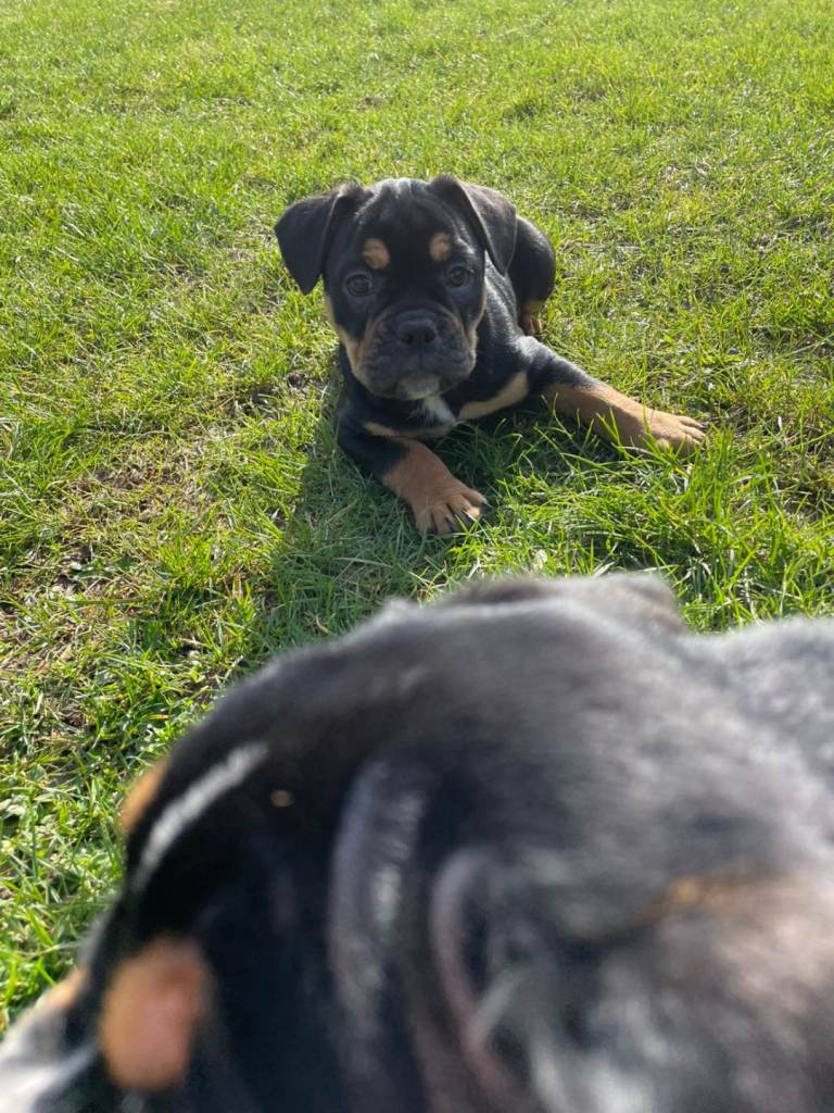 Frenchie cross old tyme english bulldog puppies