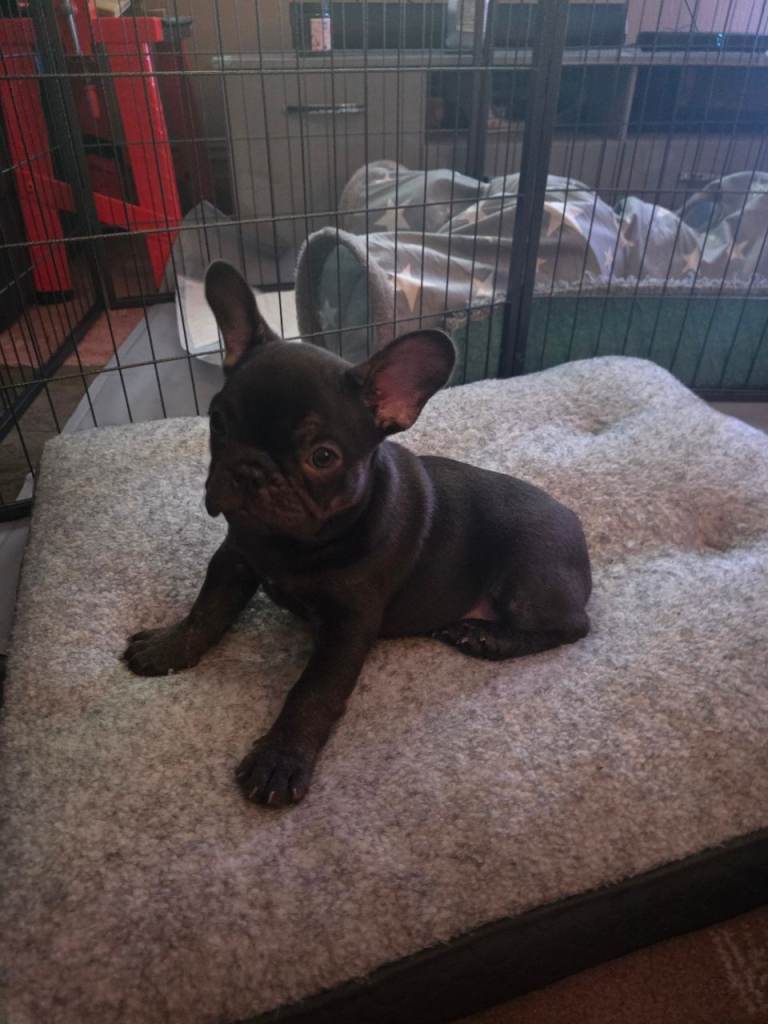 KC Registered French Bulldog Puppies
