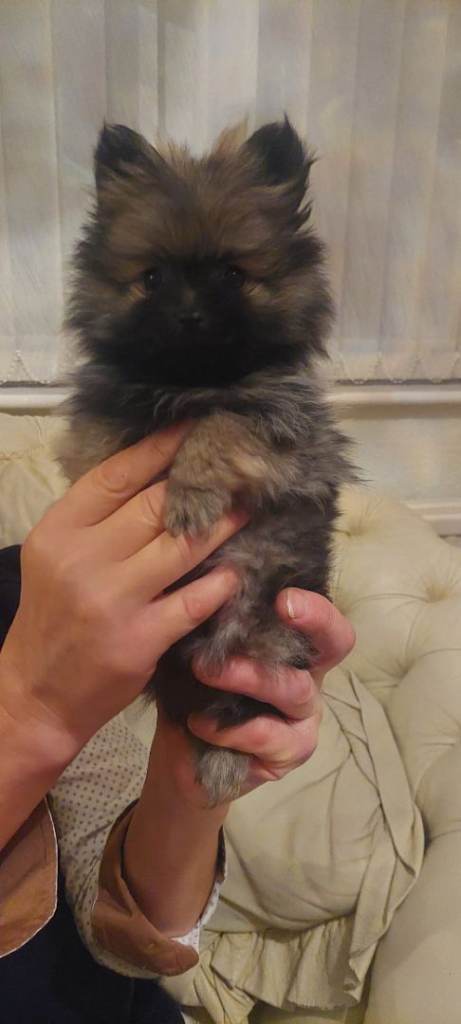 Pure pomeranian puppy 