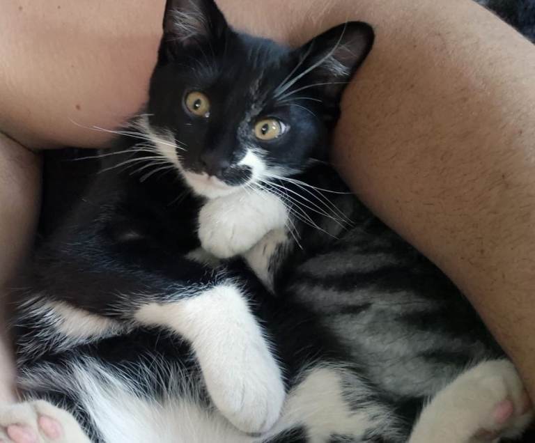 Kitten