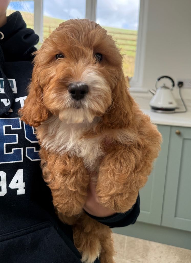 Cockapoo puppies