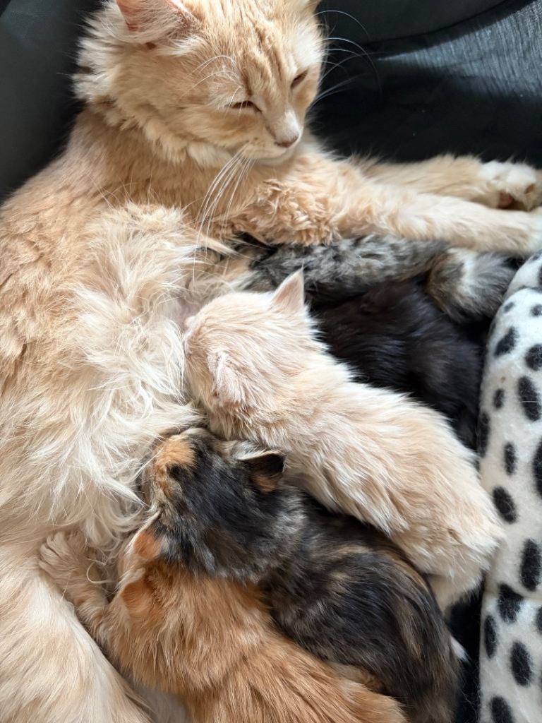 5 beautiful kittens for sale 