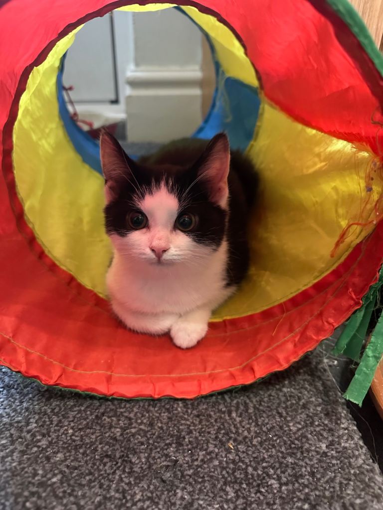 One beautiful kitten ready to be homed 