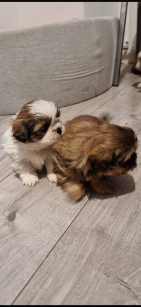 Shih tzu puppies