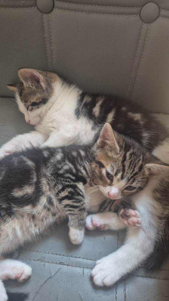 Kittens