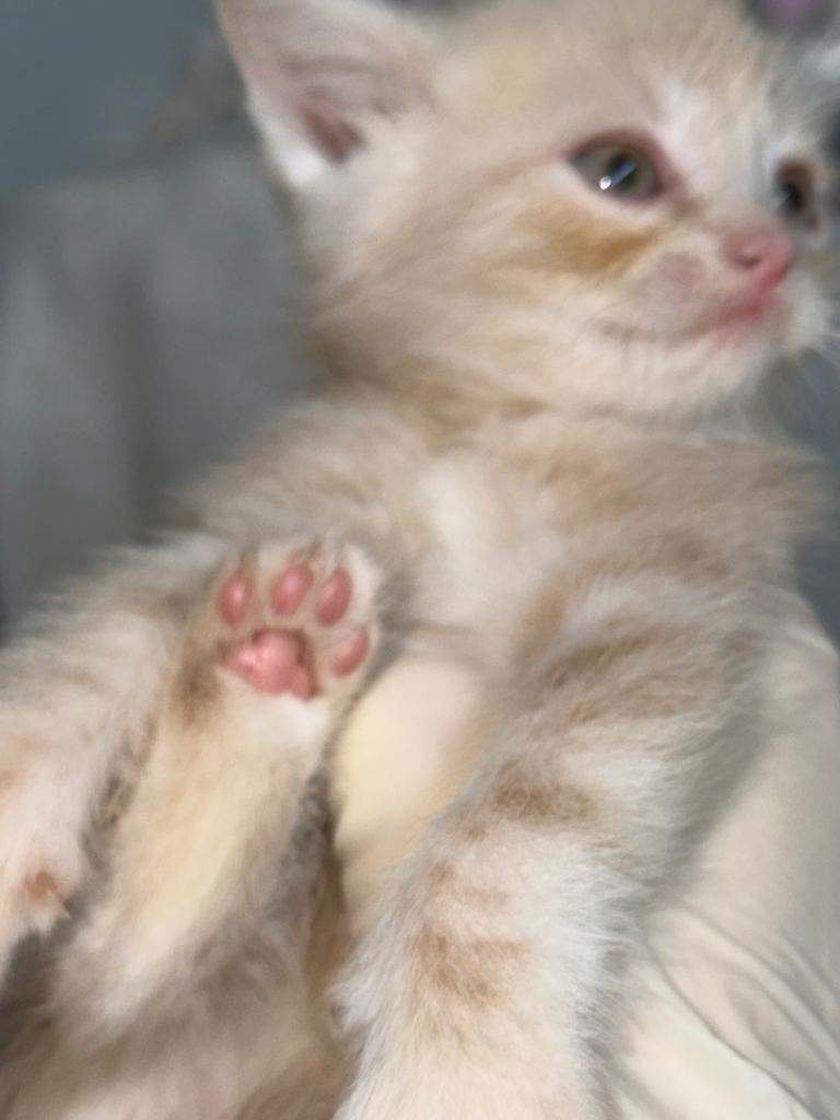 Persian cross kittens 