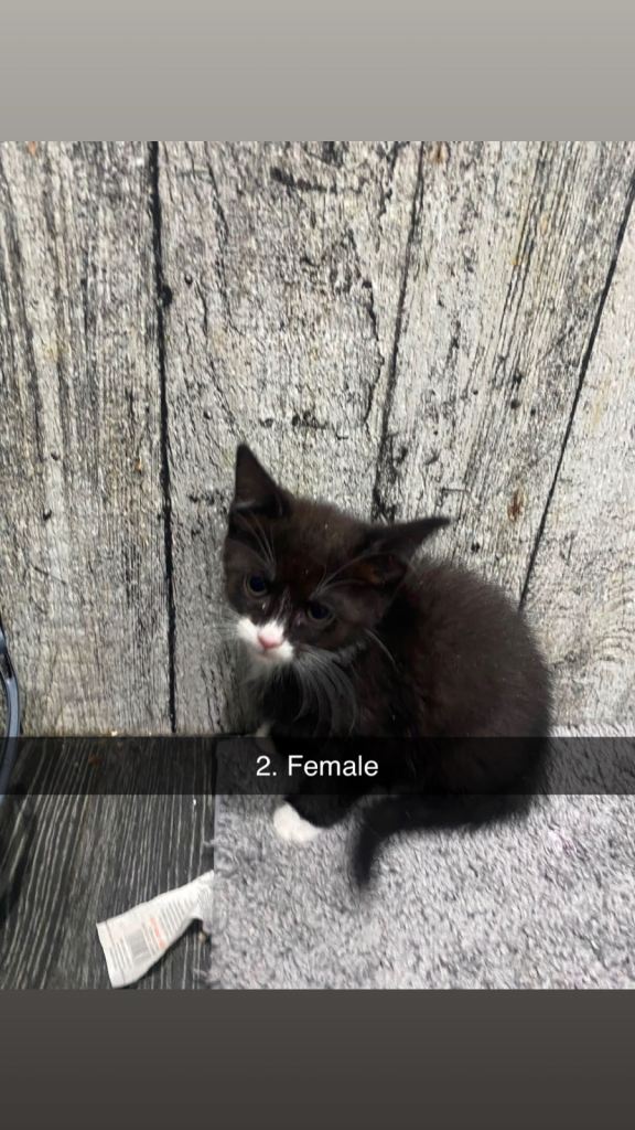 Kittens ready for new home