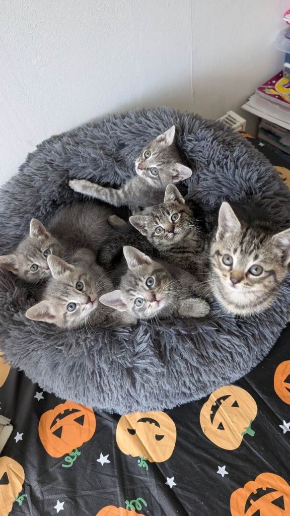 Mixed kittens