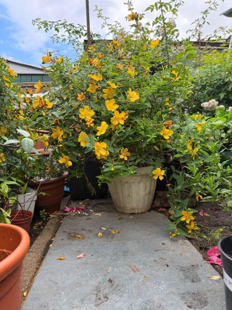 Buttercup hidcot shrub bushy plant 22 years established 