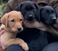 Pedigree Labrador pups 