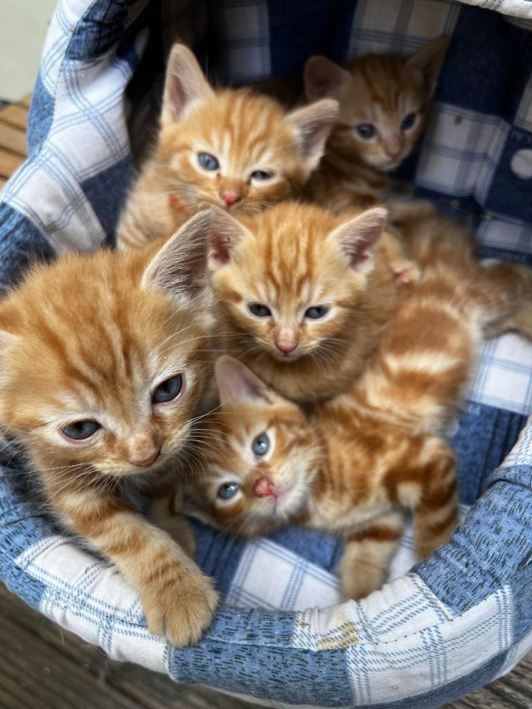 4 gorgeous ginger girls