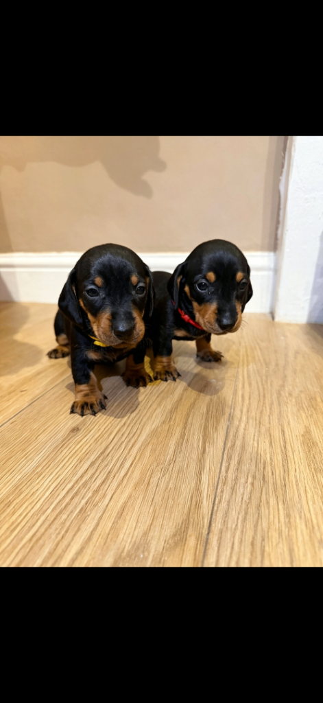 Stunning Home-Raised Miniature Dachshund Puppies – Black & Tan & Chocolate – Ready to Reserve