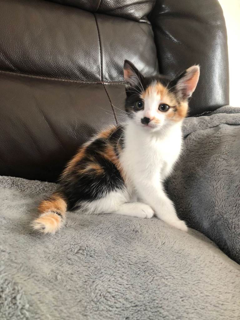 Beautiful female mixed kitten