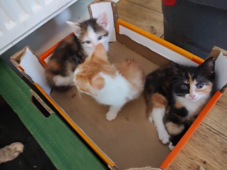 3 stunning female kitten's ready now