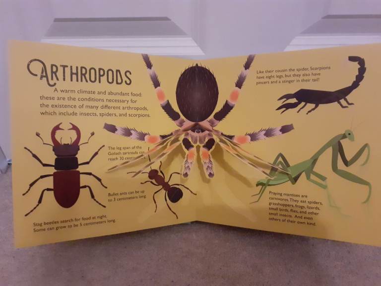 Jungle 10 Pop Ups Book Brand New