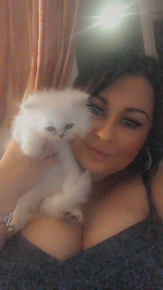 Persian cat for sale