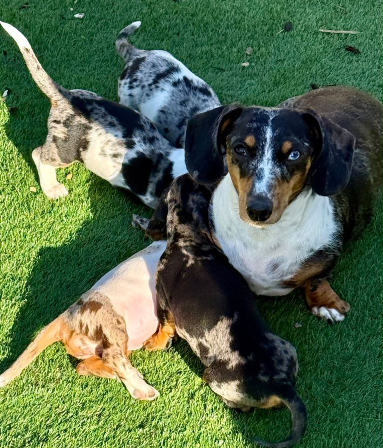Stunning miniature dachshund ready now