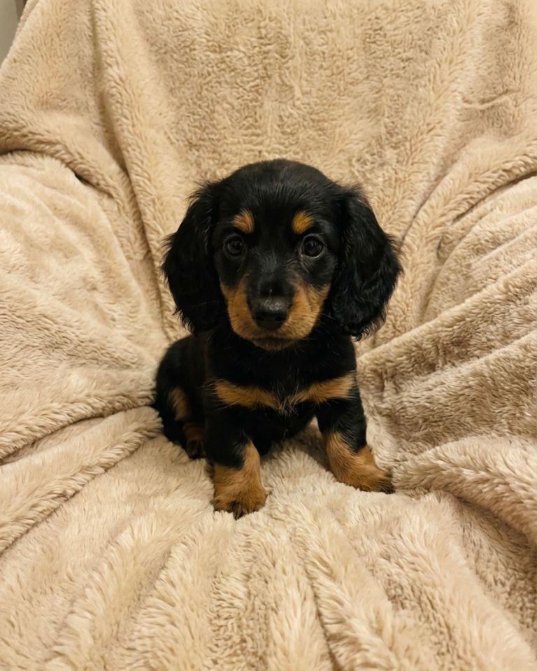 Last Boy! Long Haired Miniature Dachshunds