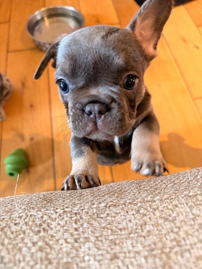 French bulldog puppy for sale