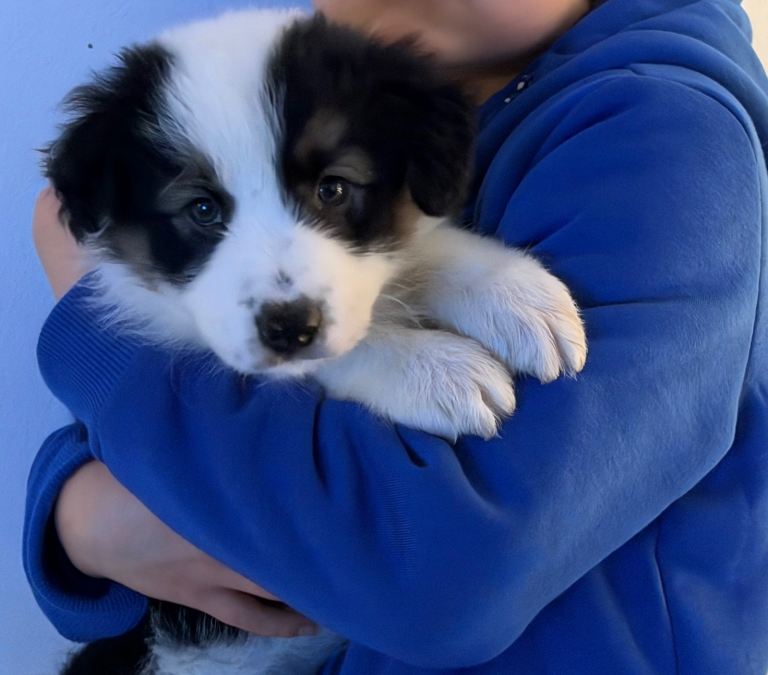 Female collie pup