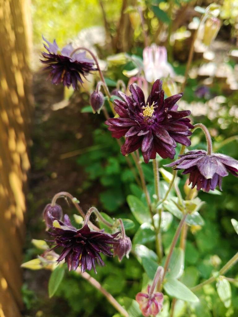 Aquilegia (Granny’s Bonnet) – Hardy Perennial Slug Resistant Plants - 4 for £10
