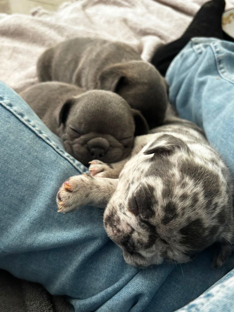French bulldog puppies 