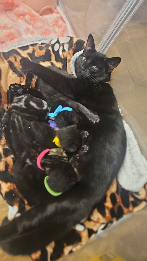 Five beautiful kittens