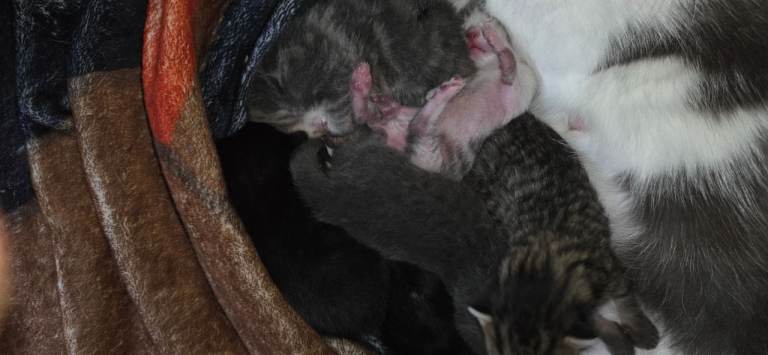 Baby cats british short hair/some blue 