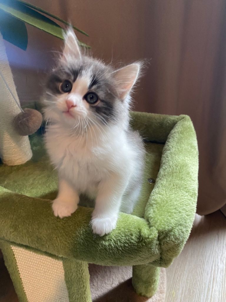 Precious fluffy Kittens ( 1 left ) 