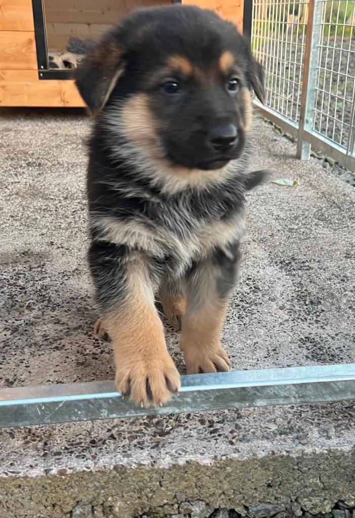 Purebred German Shepherd pups