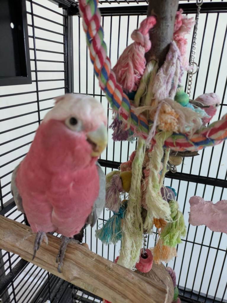 Business Partner Wanted-Profitable Parrot Business